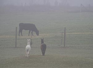 Alpacas are curious.