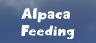 Alpaca Feeding - What Do Alpacas Eat?