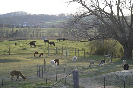 10 alpacas grazing