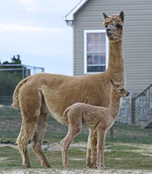 Celeste and Pegasus, her second baby