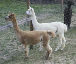 Celeste and Sarah - mother and daughter on alert